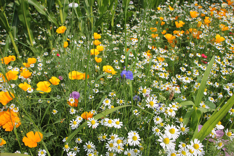 Bloemen voor meer biodiversiteit | DLF